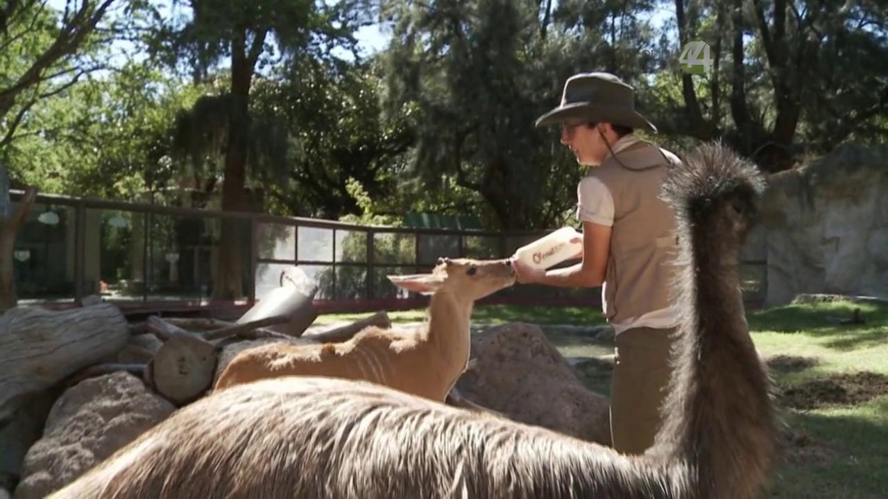 Desde el zoológico