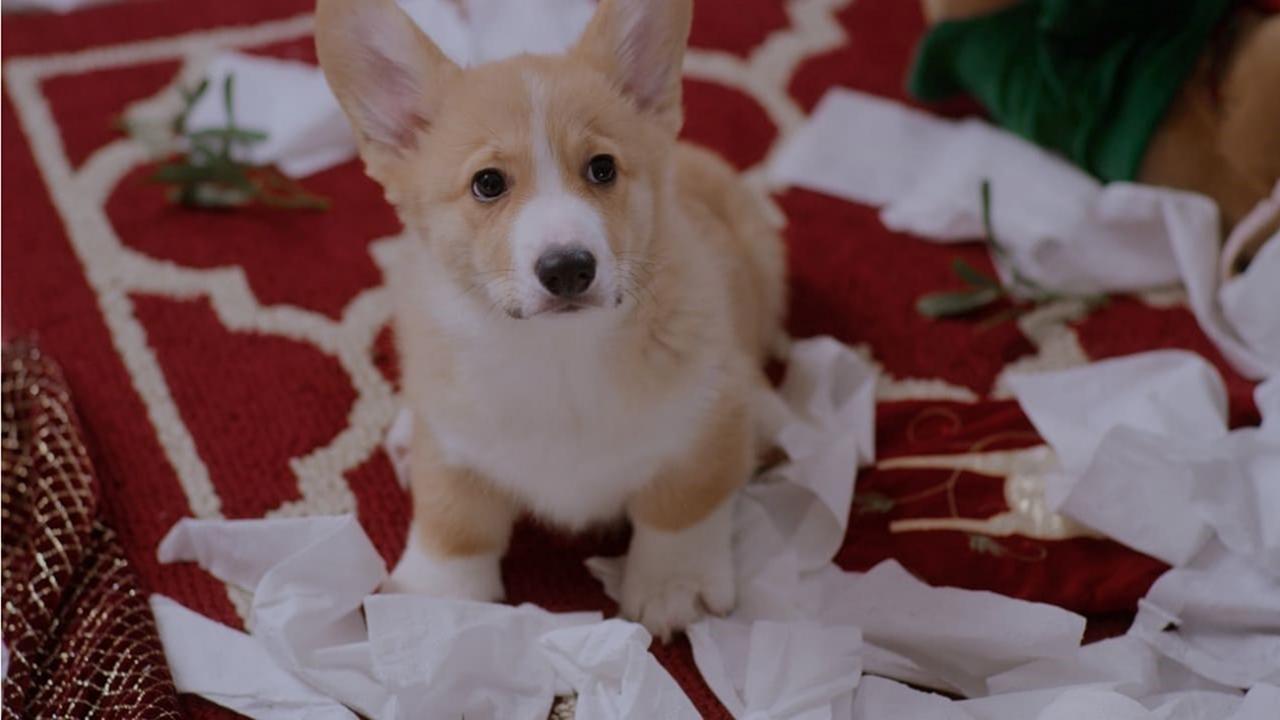 Una Navidad Con Corgi