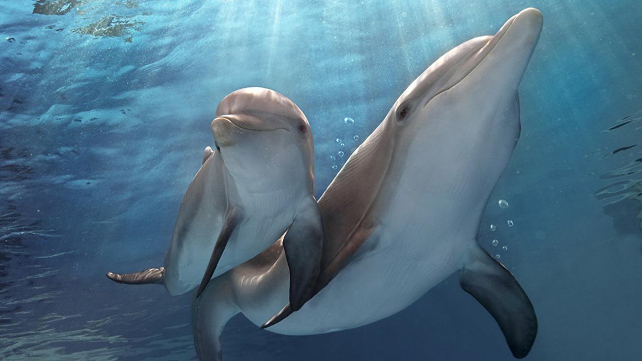 Dolphin Tale 2