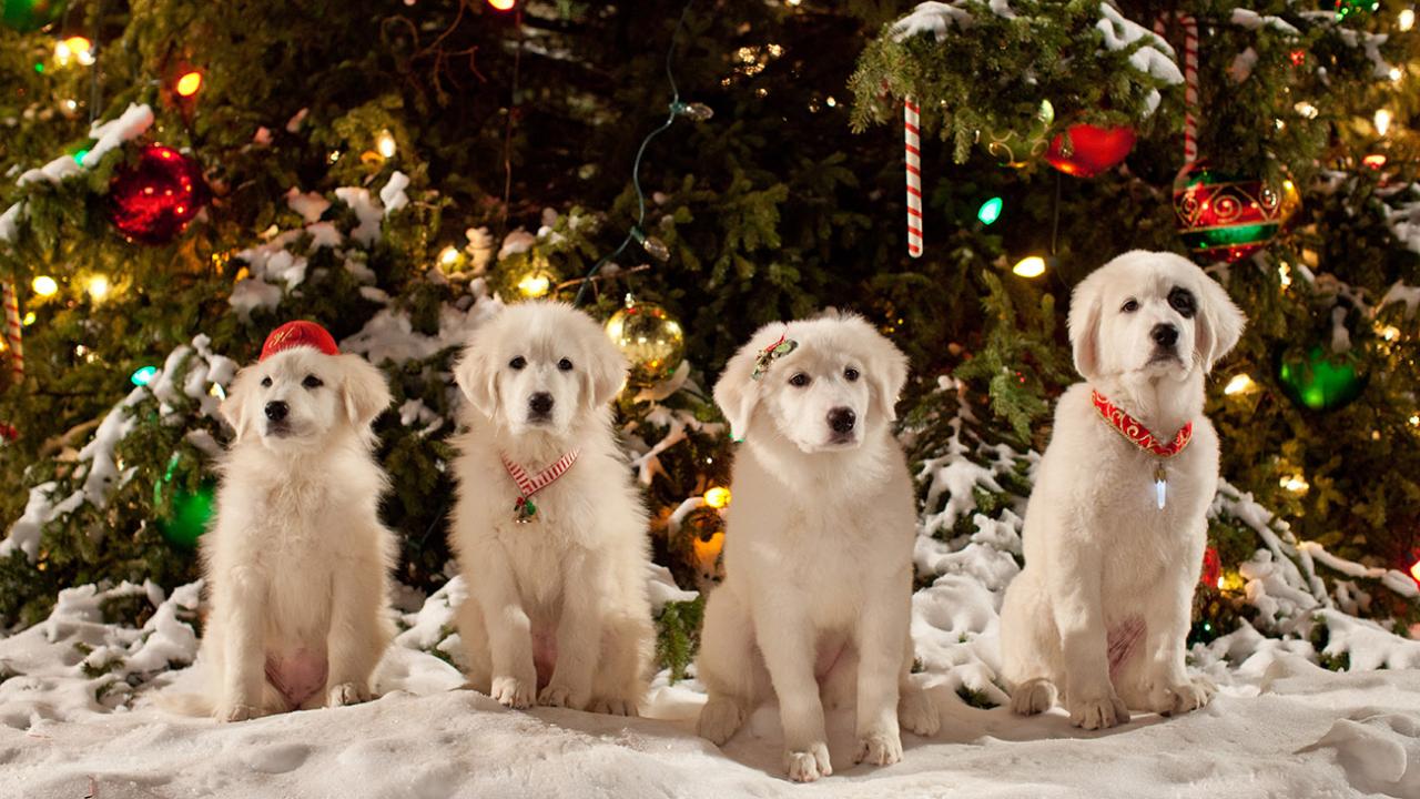 Santa Paws: los cachorros de santa