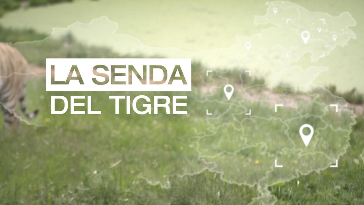 La senda del tigre