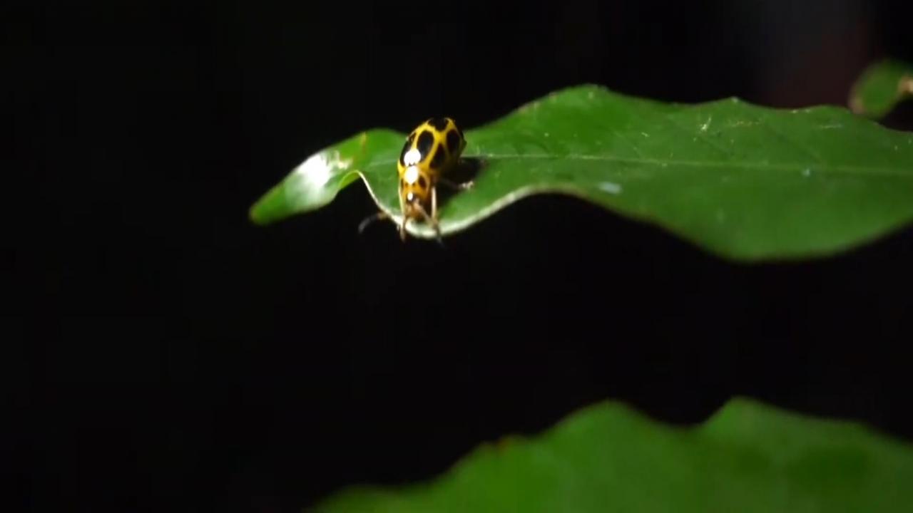 Hainan, China: el misterio de la selva